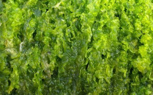 seaweed-biofuel-ecofys-ruzgar-turbini-wind-enerjisi